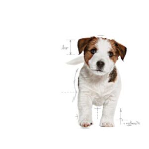 Alternative view of Royal Canin Mini Puppy — 2 kg — Croquettes pour Petits Chiens — Poids Final jusqu'à 10 kg — Jusqu'à