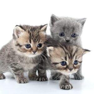 Alternative view of Espree Lingettes Naturelles à l’Aloe Vera pour Chaton | Nettoyage Rapide et Facile de 50 lingettes