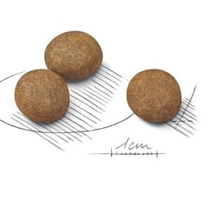 Alternative view of Royal Canin Maxi Junior Nourriture pour Chien 4 kg