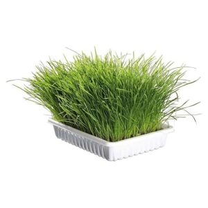 Herbe à chat dépurative naturelle à faire pousser/ZOLUX