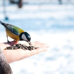 Alternative view of Zolux Graines de Tournesol Sac de 12 kg pour Oiseaux de la Nature/ZOLUX